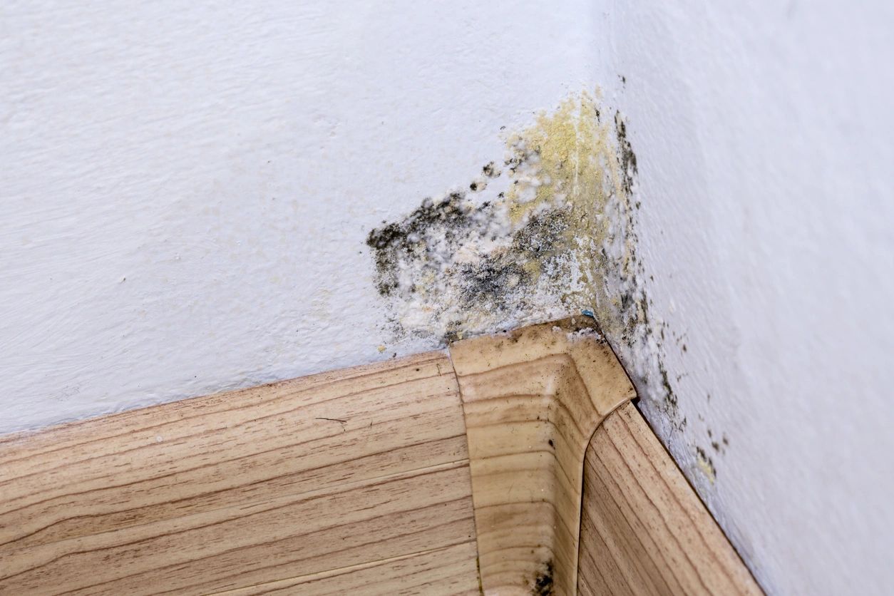 Black mold