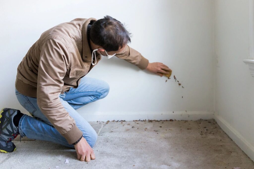 Top 5 Signs You Need Professional Mold Removal in Your Home