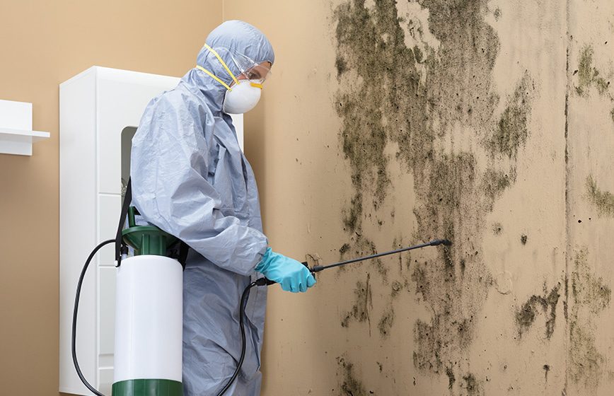 mold remediation colts neck