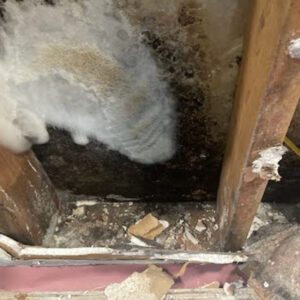 mold companies in princeton