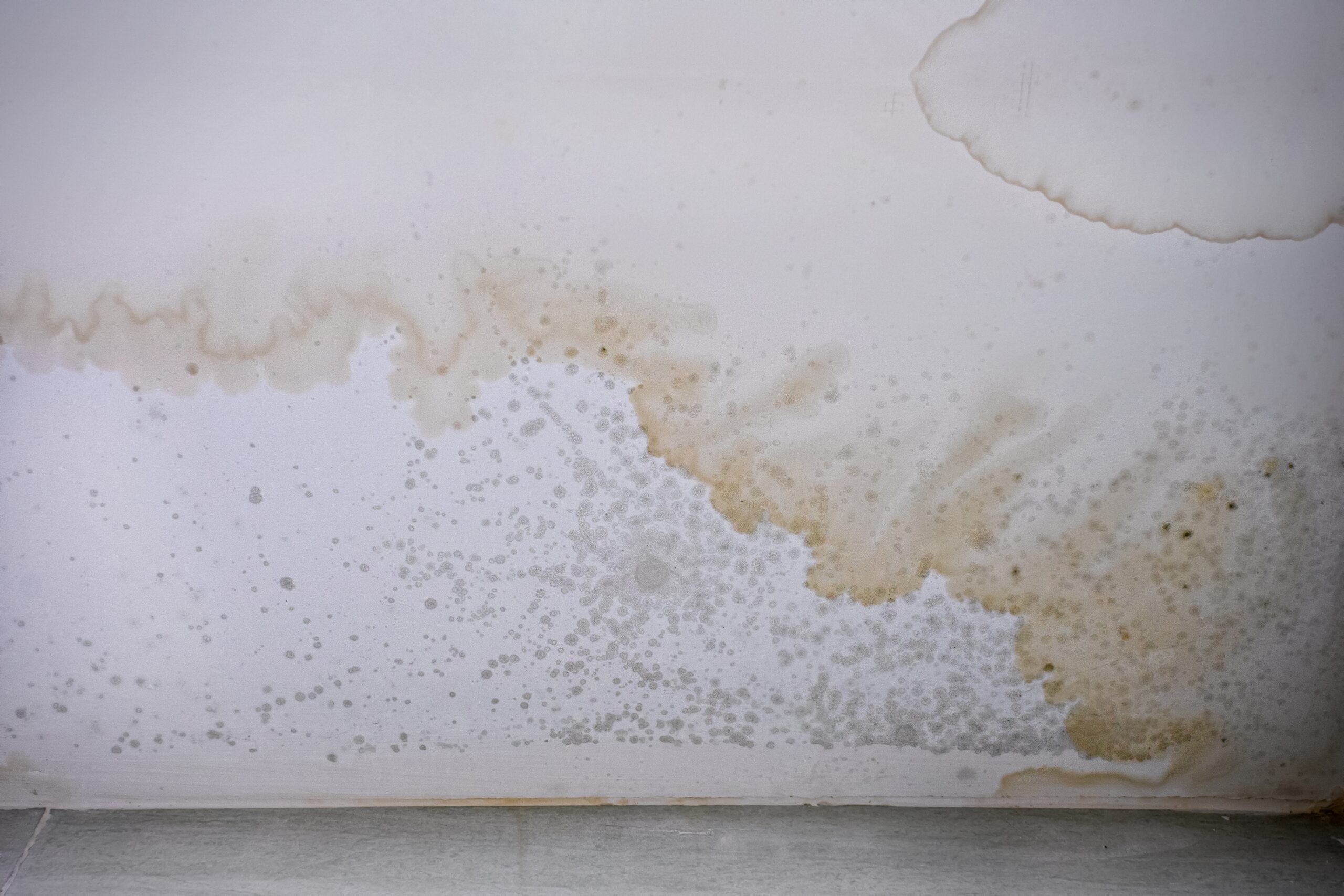 Mold and water damage on a ceiling